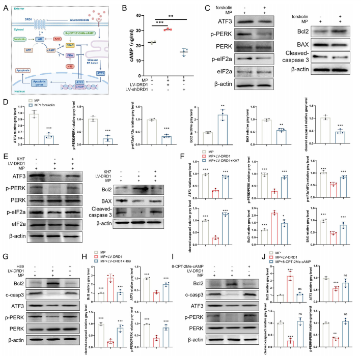 图6C、E、G：cAMP/PKA通路对ATF3表达的影响（WB结果）