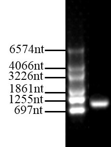 EGFP mRNA(Pseudo-UTP)