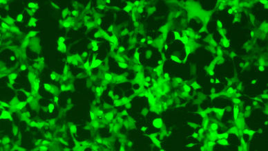 EGFP mRNA(Pseudo-UTP)