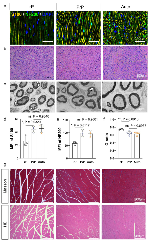 神经组织学修复表征图