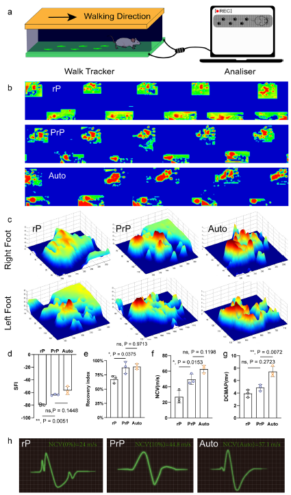 大鼠神经功能恢复表征图