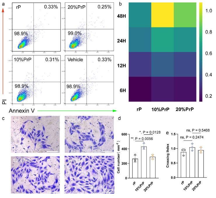 支架细胞相容性及促血管生成表征图