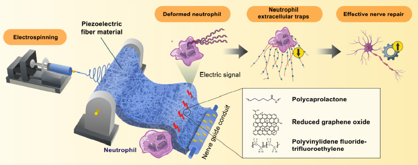压电支架神经修复技术原理图
