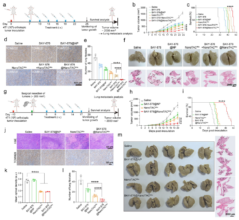 体内肿瘤抑制及转移实验结果