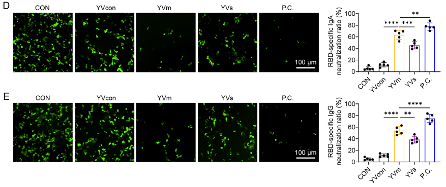假病毒中和实验图