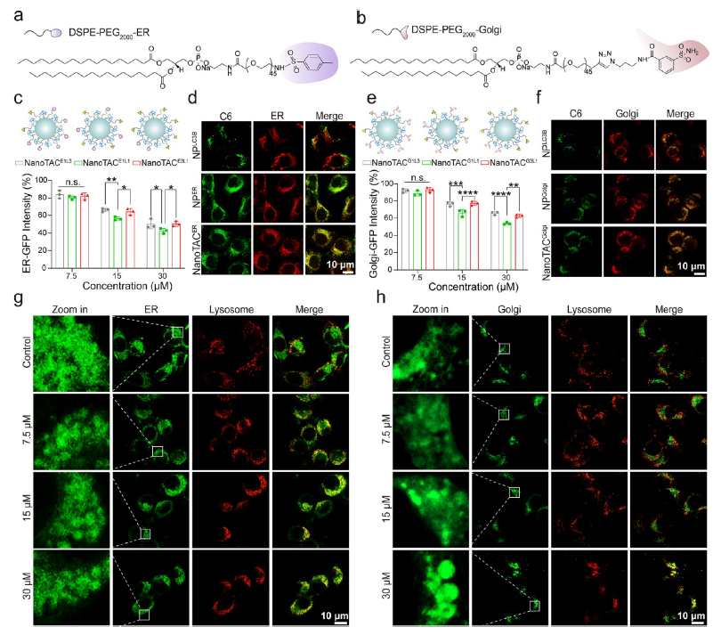 内质网高尔基体降解结果