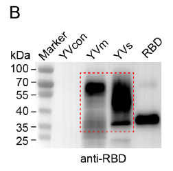 Absin RBD作为WB阳性对照图