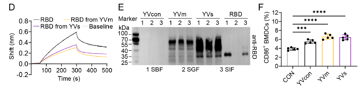 RBD活性及稳定性验证图