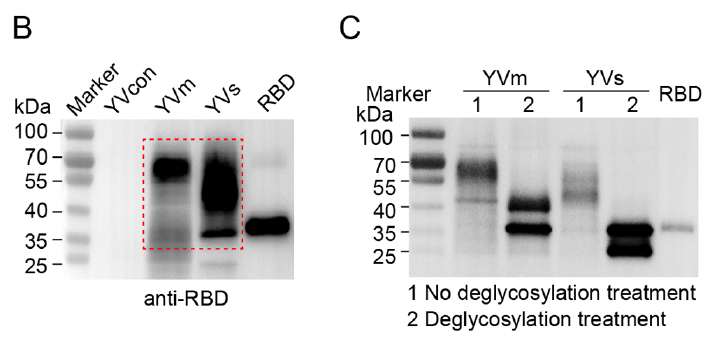 RBD表达及糖基化验证图