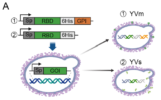 疫苗构建示意图