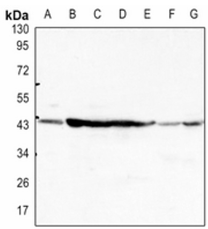 Rabbit anti-β-Actin Polyclonal Antibody