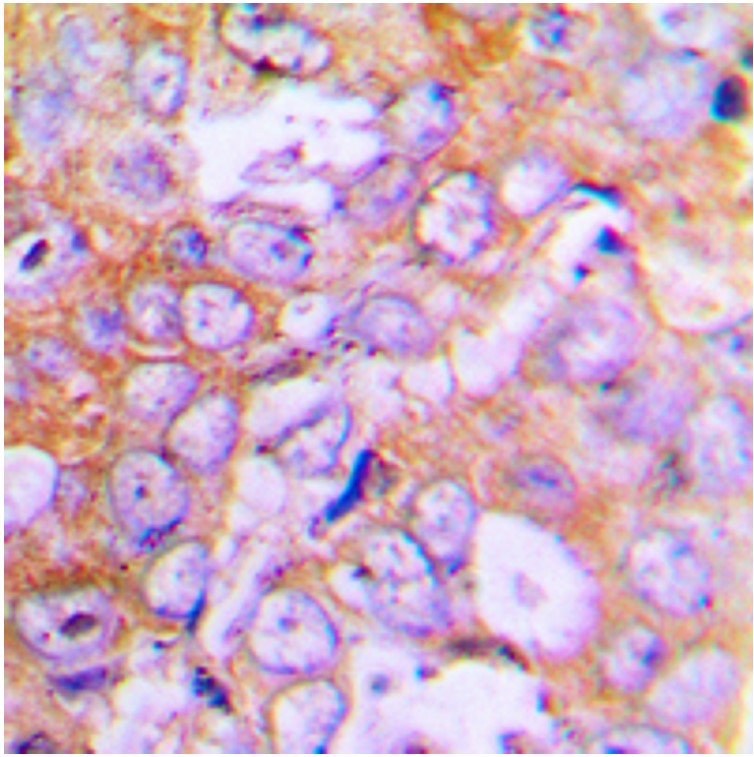 Rabbit anti-β-Actin Polyclonal Antibody