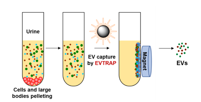 Schematic Diagram of Exosome Extraction Principle