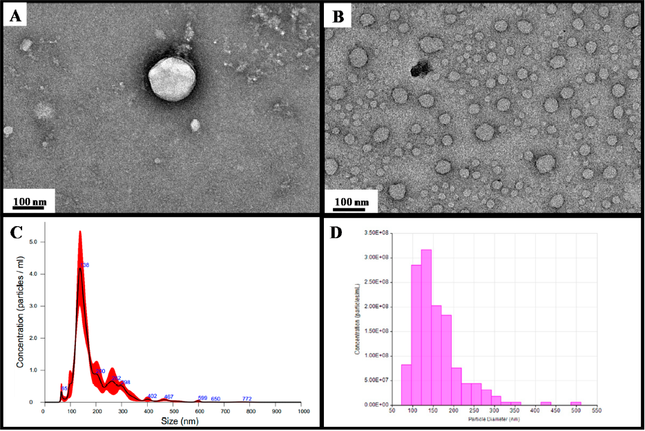 Exosome TEM and Particle Size Analysis Results