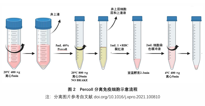 Schematic workflow of immune cell isolation by Percoll
