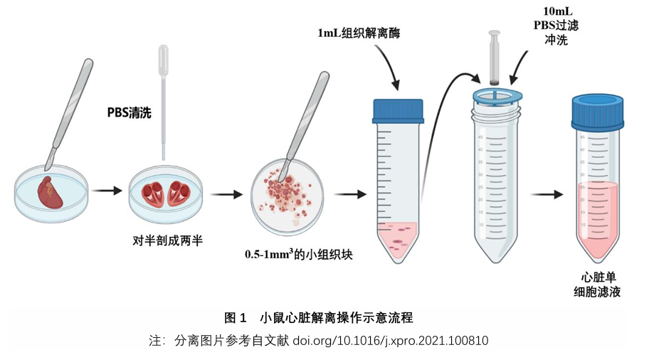 Schematic workflow of mouse heart dissociation