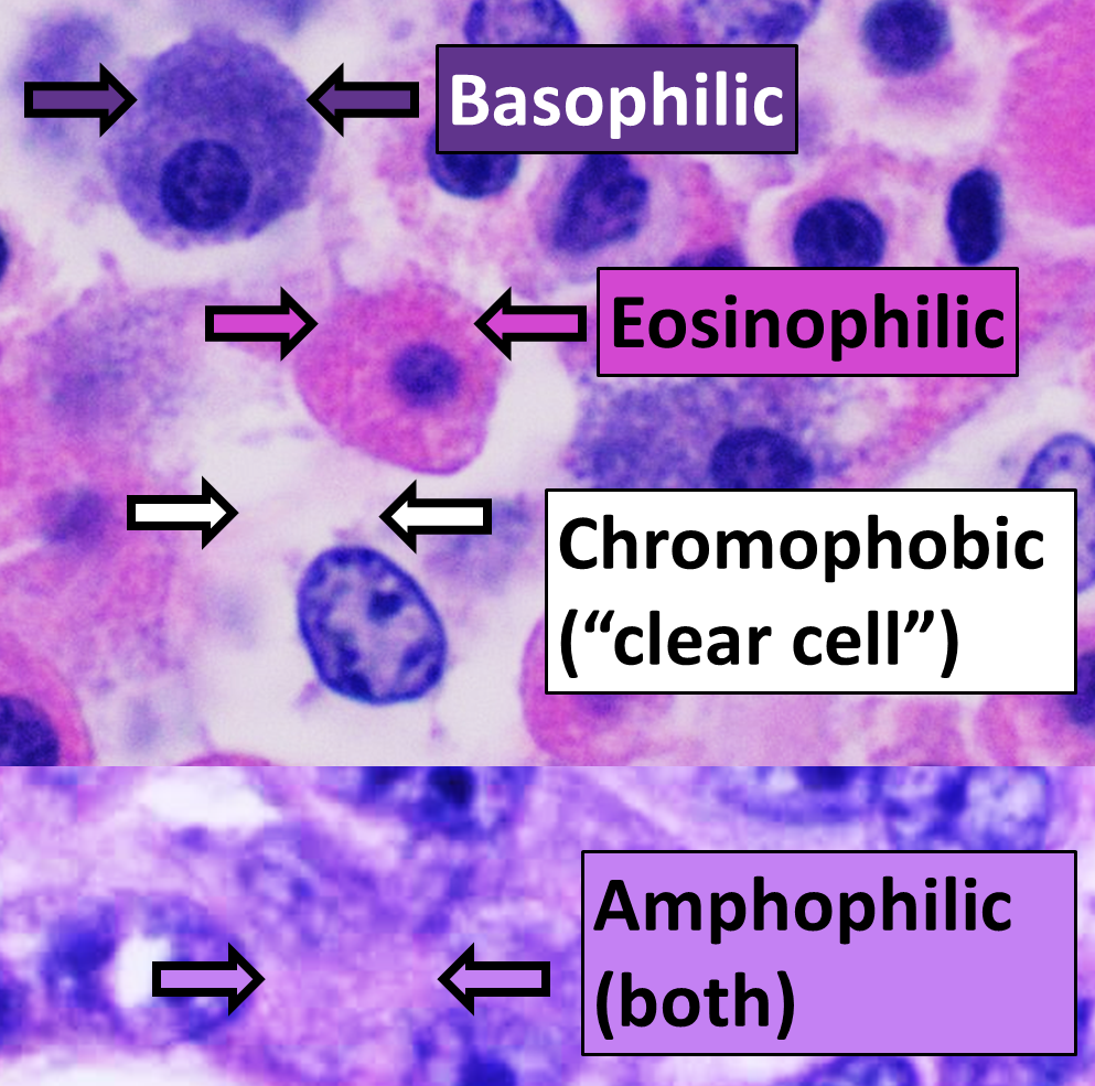 Staining characteristics of different cellular components in H&E staining
