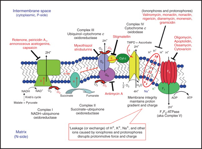 Mitochondrial electron transport chain complexes and the binding site of oligomycin on F0F1‑ATPase (Complex V)