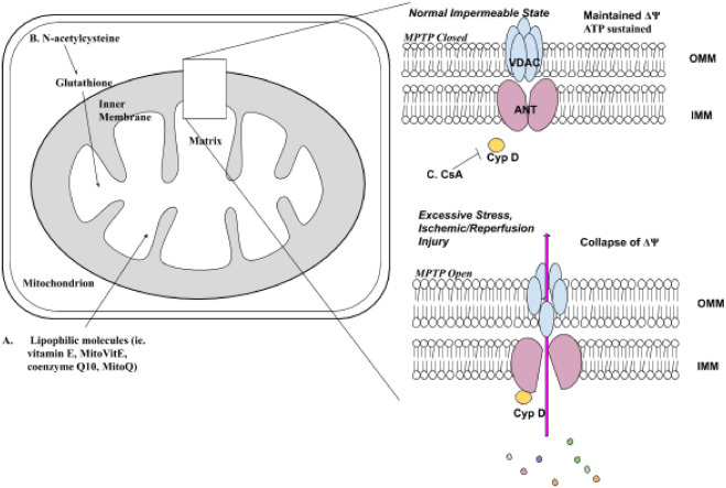 Structural model of mitochondrial permeability transition pore