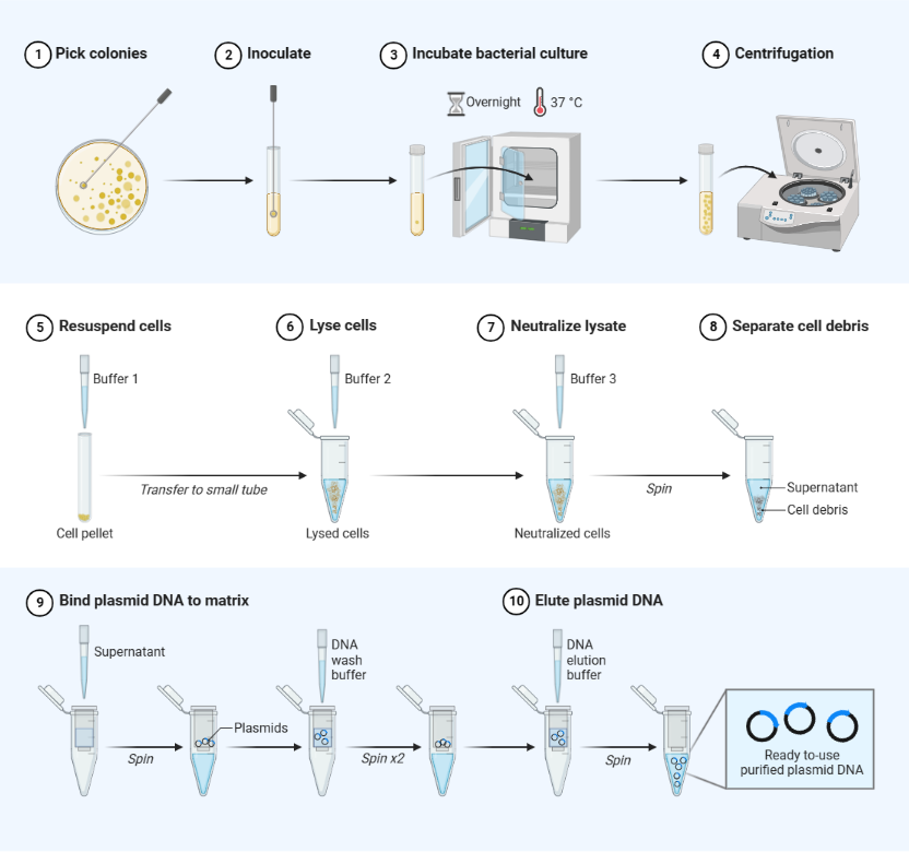 Standard workflow of plasmid DNA extraction