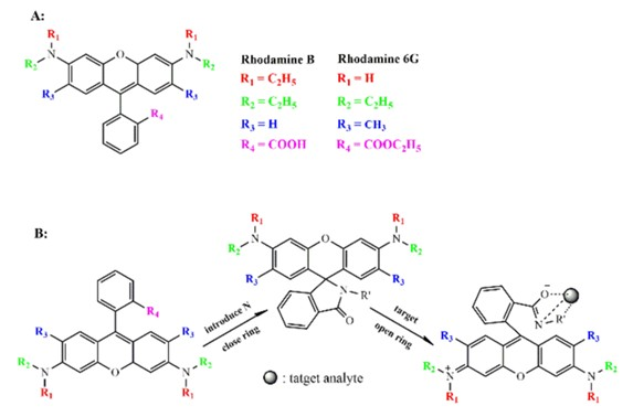 Structural comparison of Rhodamine B and Rhodamine 6G