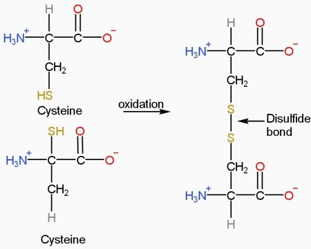 Mechanism of disulfide bond formation in cysteine residues
