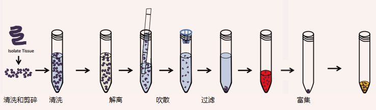 类器官构建的标准流程