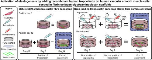 Role of Elastase in Elastic Fiber Remodeling