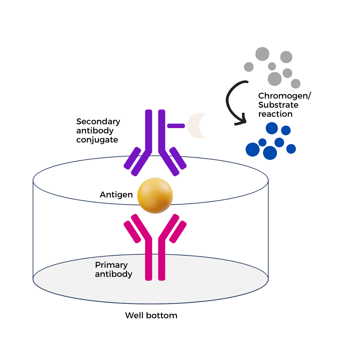 Schematic Diagram of Sandwich ELISA Principle