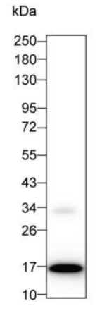 Mouse anti-IL-2 Monoclonal Antibody(3G1)