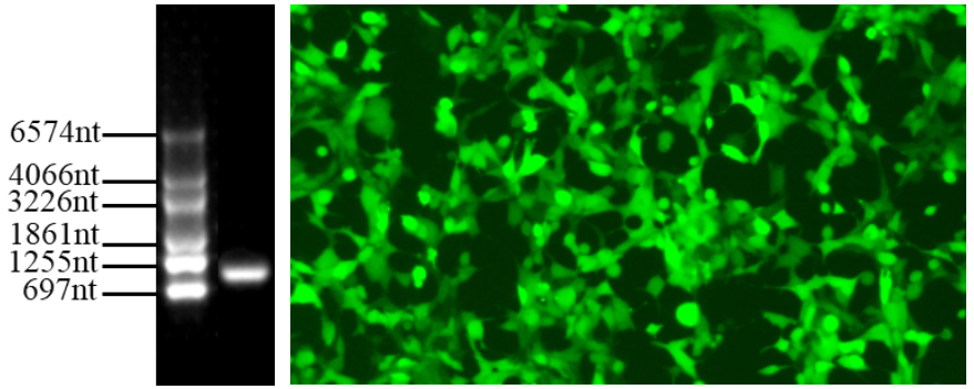 夯爆了！Absin全线特惠 好礼满额即享