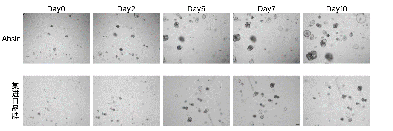 夯爆了！Absin全线特惠 好礼满额即享