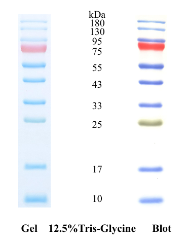 预染蛋白Marker(10-180kDa)