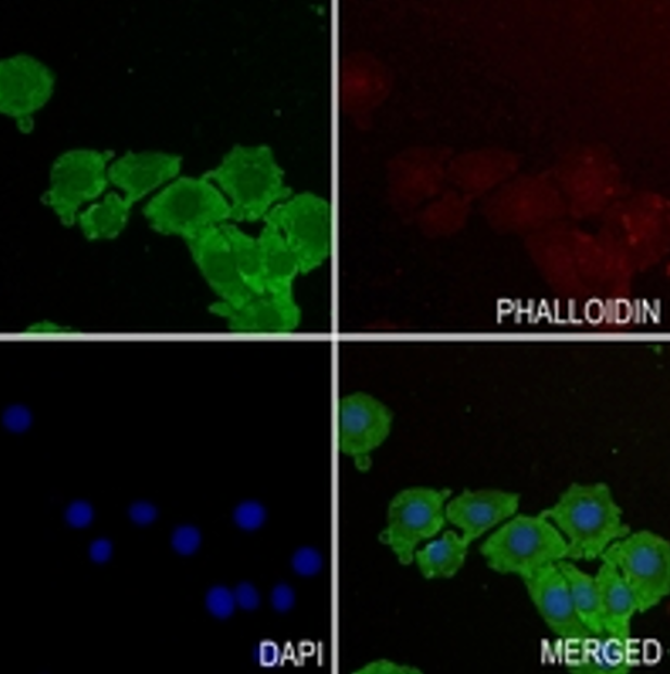 Rabbit anti-TOM20 Polyclonal Antibody