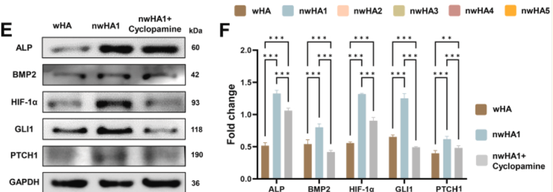 Western blot experimental results showing protein expression differences across experimental groups