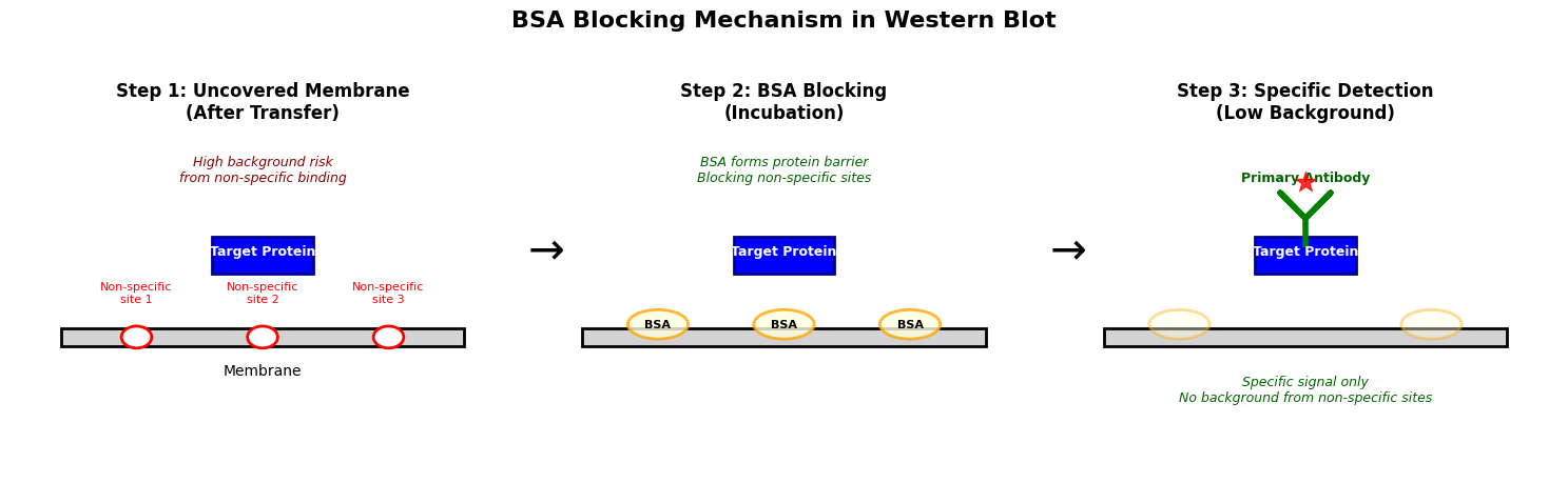 Schematic diagram of BSA blocking mechanism in Western Blot