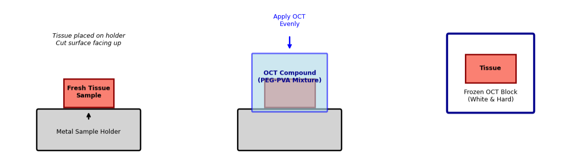 Schematic diagram of OCT embedding procedure