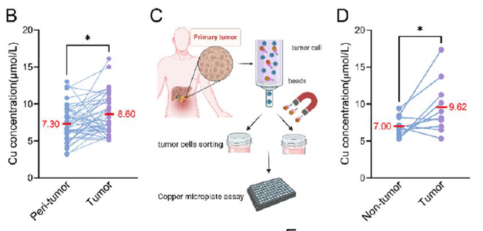 Fig. 1B/D Copper ion concentration detection in pancreatic cancer tissues and sorted cells