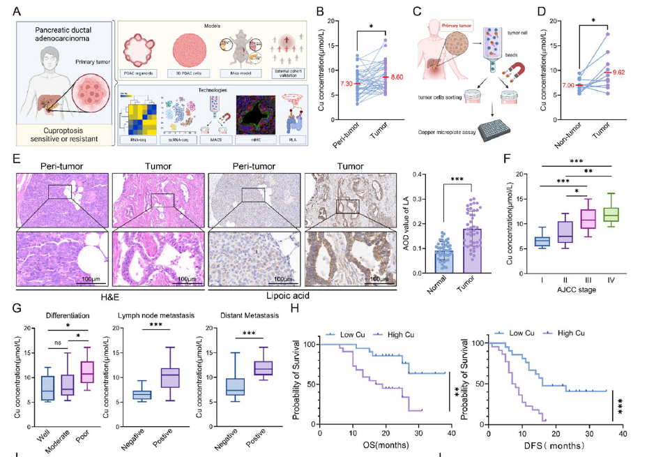 Fig. 1 Pancreatic cancer cells exhibit cuproptosis resistance