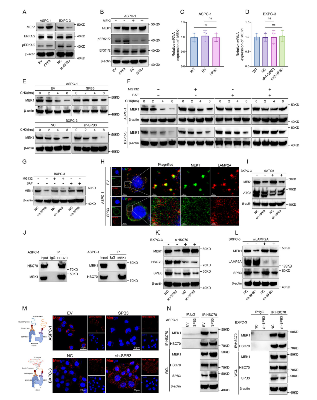 Fig. 6 SERPINB3 inhibits MEK1 degradation through CMA pathway