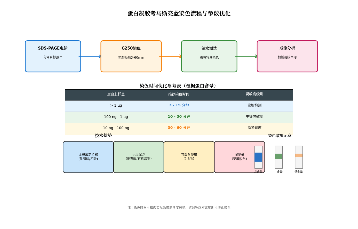 蛋白凝胶考马斯亮蓝染色流程与参数优化