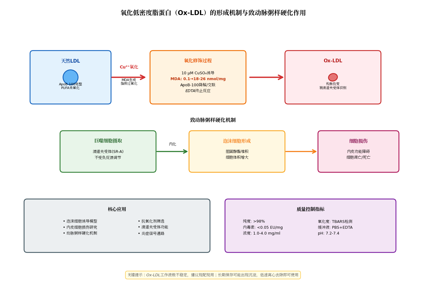 氧化低密度脂蛋白（Ox-LDL）的形成机制与致动脉粥样硬化作用