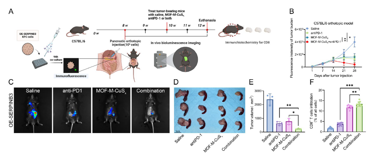 Fig. 9 Cuproptosis induction combined with anti-PD-1 therapy inhibits SERPINB3-high PDAC progression