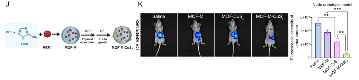 Fig. 7J-K MOF-M-CuSx synthesis and in vivo anti-tumor efficacy