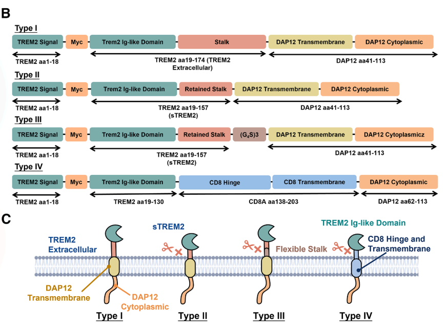 Schematic of four CRT variant designs