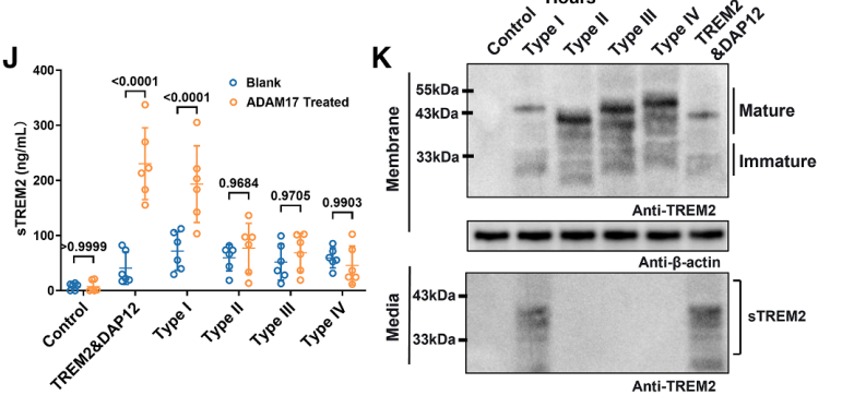 CRT variant sTREM2 release and protein expression detection