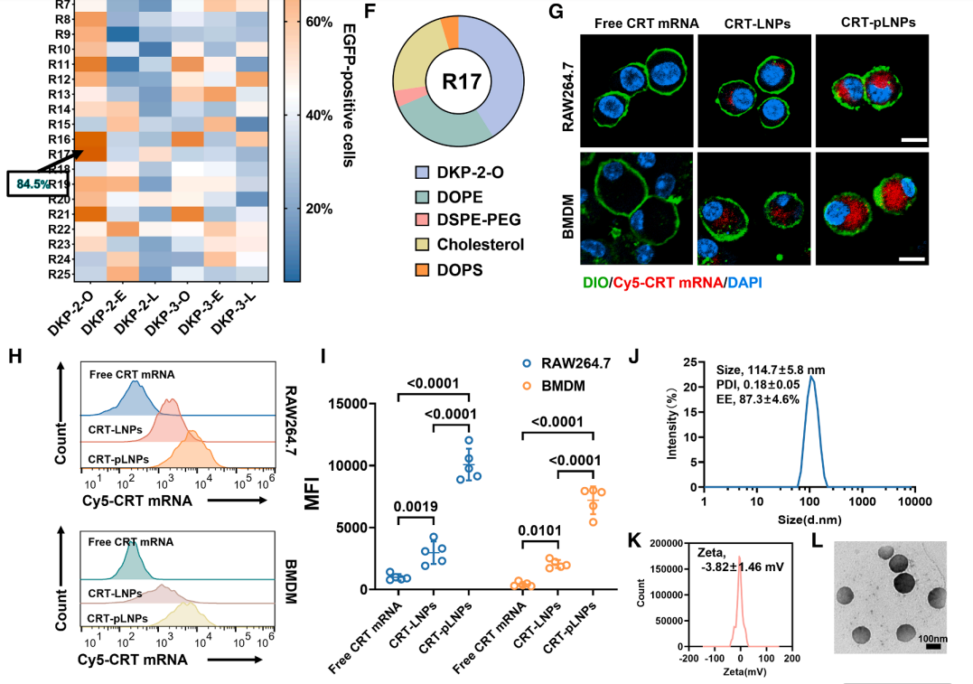 pLNPs delivery efficiency and physicochemical characterization