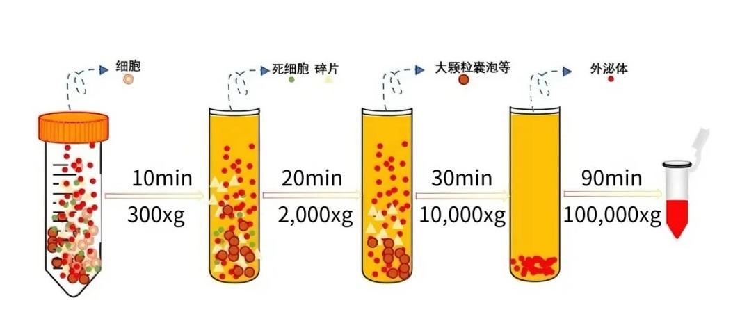 外泌体提取纯化流程