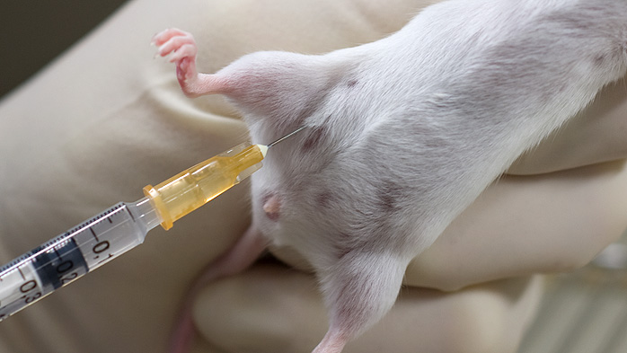 Intraperitoneal injection technique in mice
