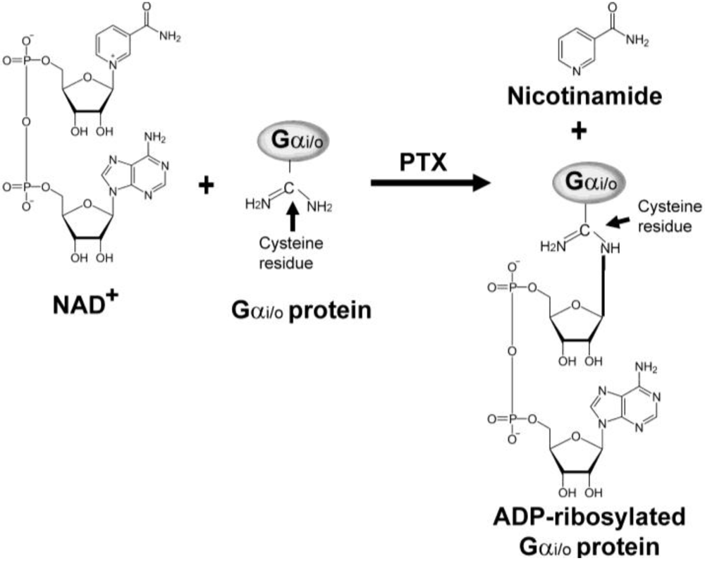 ADP-ribosylation mechanism of PTX